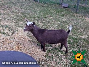 Black Eagle Ranch Nigerian Dwarf Goats